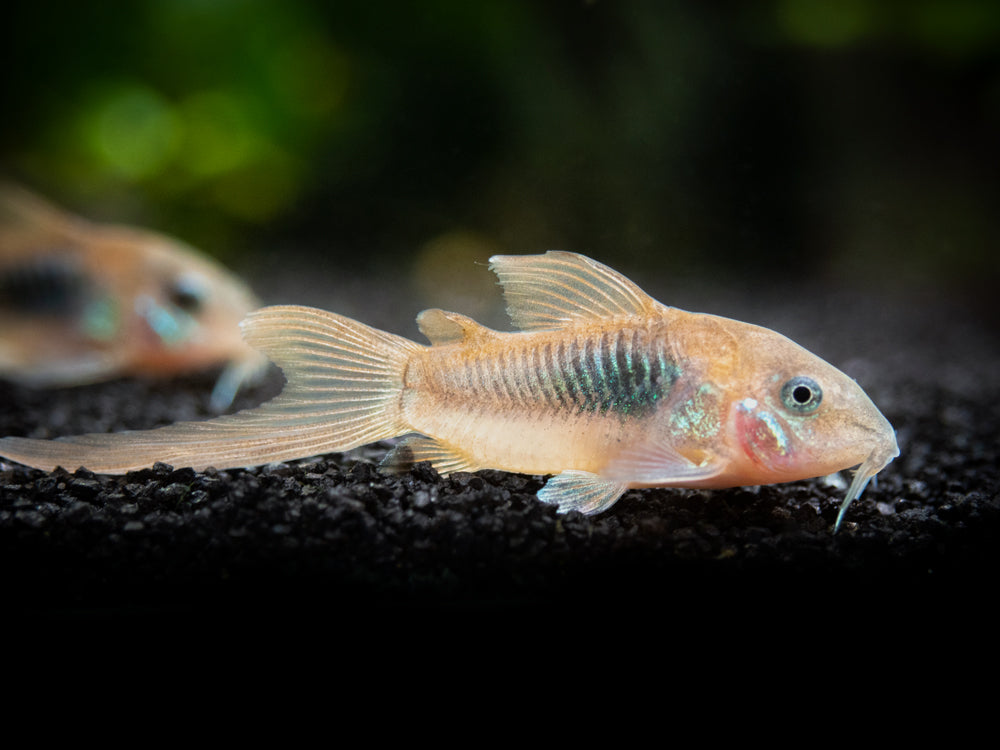 Red Longfin Aeneus Cory Catfish (Corydoras aeneus), TANK-BRED!!!