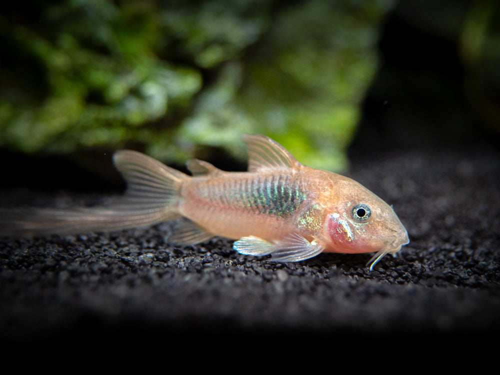 Red Longfin Aeneus Cory Catfish (Corydoras aeneus), TANK-BRED!!!