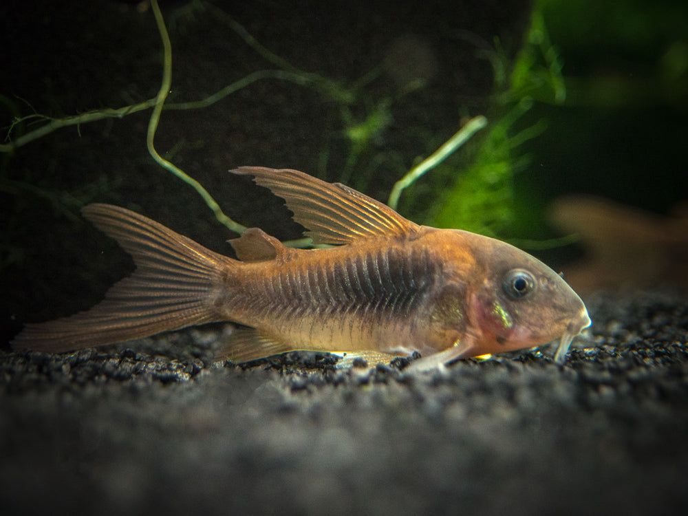 Red Longfin Aeneus Cory Catfish (Corydoras aeneus), TANK-BRED!!!