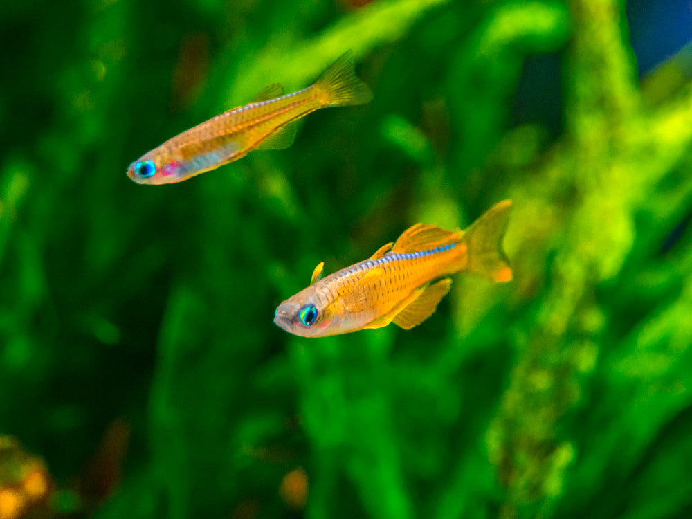 Red Neon Blue Eye Rainbowfish (Pseudomugil luminatus), Tank-Bred
