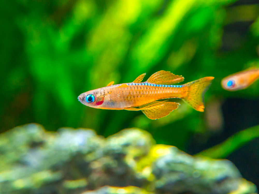 Red Neon Blue Eye Rainbowfish (Pseudomugil luminatus), Tank-Bred