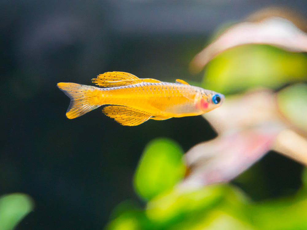 Red Neon Blue Eye Rainbowfish (Pseudomugil luminatus), Tank-Bred