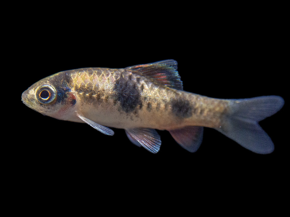 Red Panda AKA Melon Barb (Haludaria fasciata), Tank-Bred