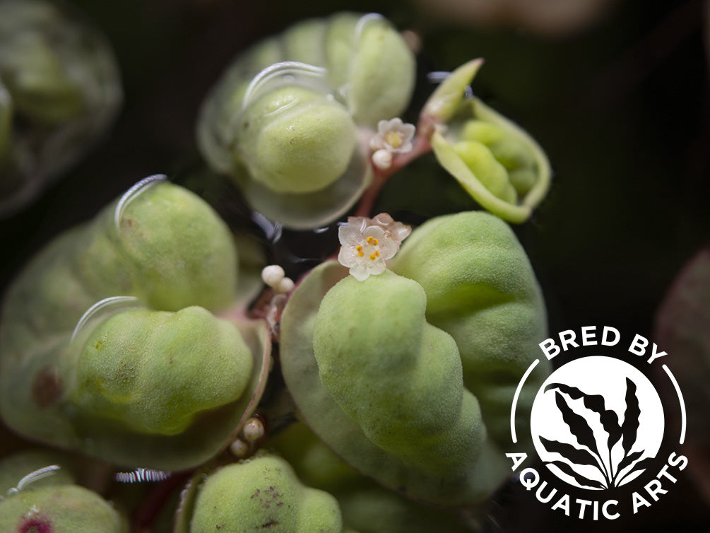 Red Root Floater (Phyllanthus fluitans), Aquatic Arts Grown!
