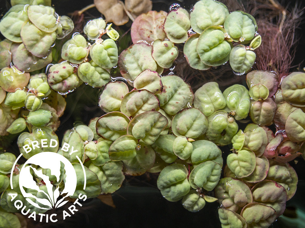 Red Root Floater (Phyllanthus fluitans), Aquatic Arts Grown!