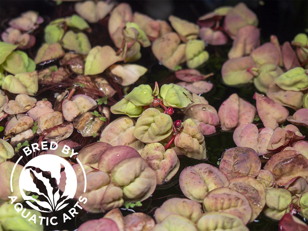Red Root Floater (Phyllanthus fluitans), Aquatic Arts Grown!