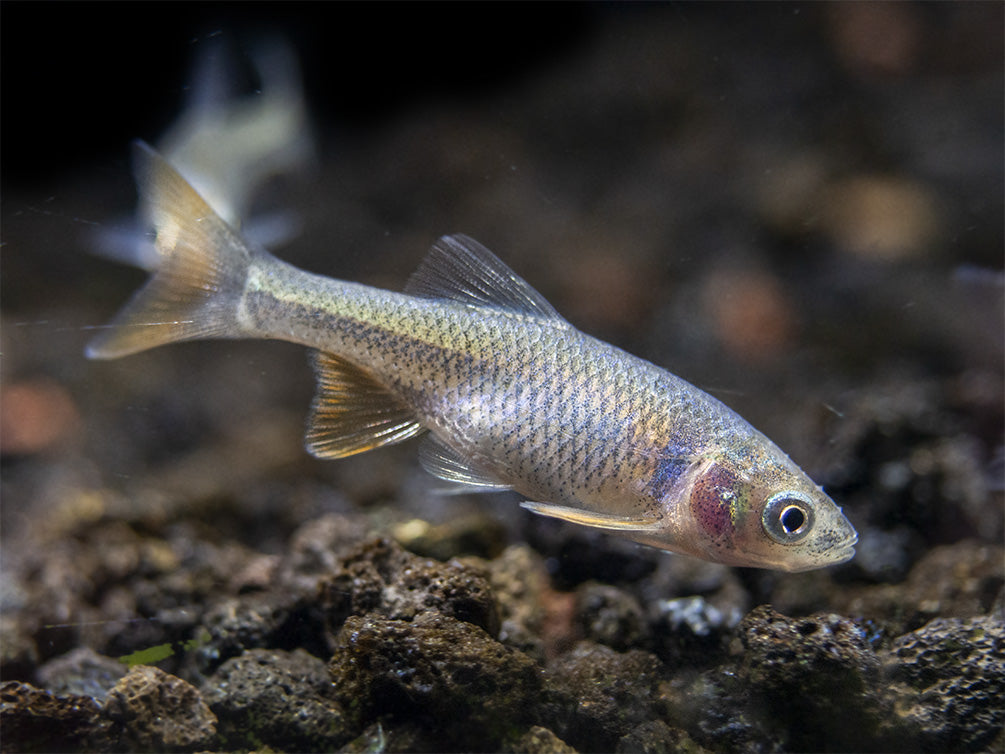 Red Shiner (Cyprinella lutrensis), Tank-Bred!