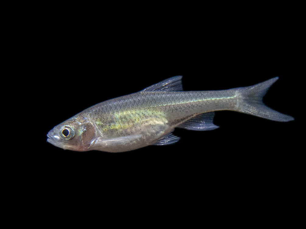 Red Shiner (Cyprinella lutrensis), Tank-Bred!