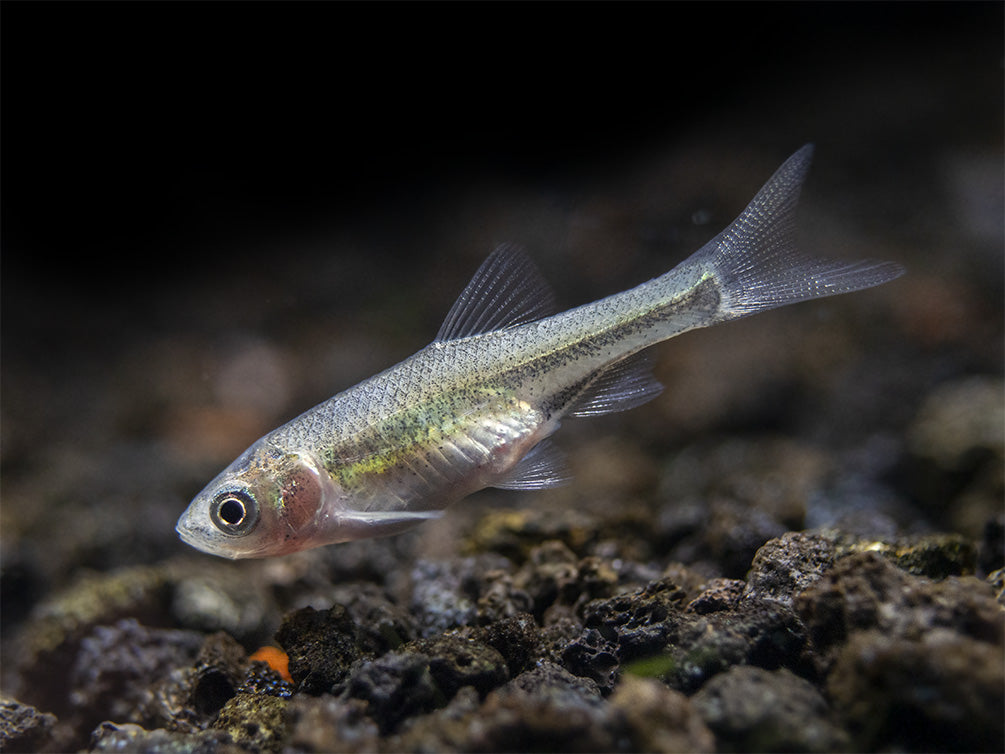 Red Shiner (Cyprinella lutrensis), Tank-Bred!