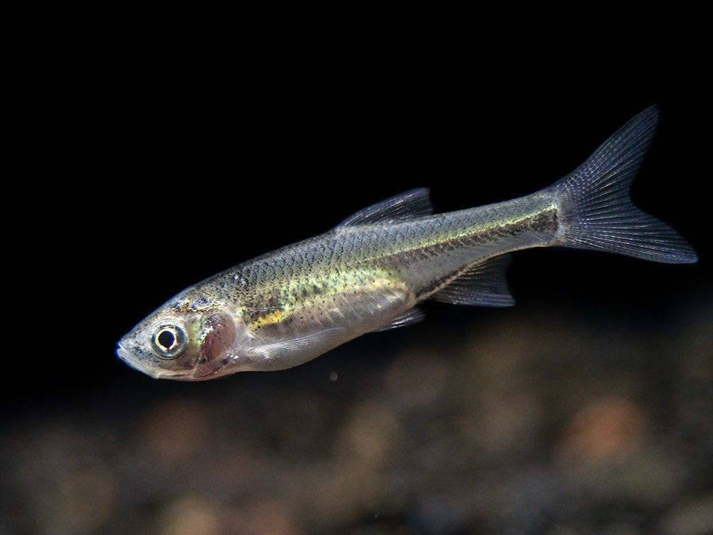 Red Shiner (Cyprinella lutrensis), Tank-Bred!