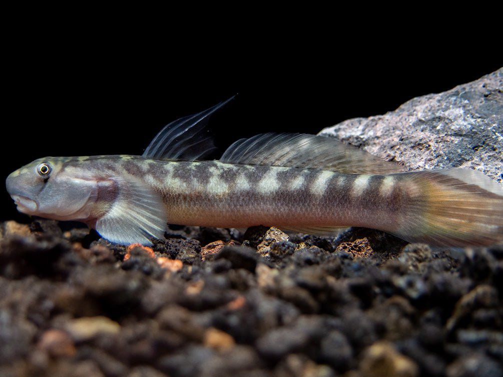 Red-Tailed Rock Goby (Sicyopterus lagocephalus)