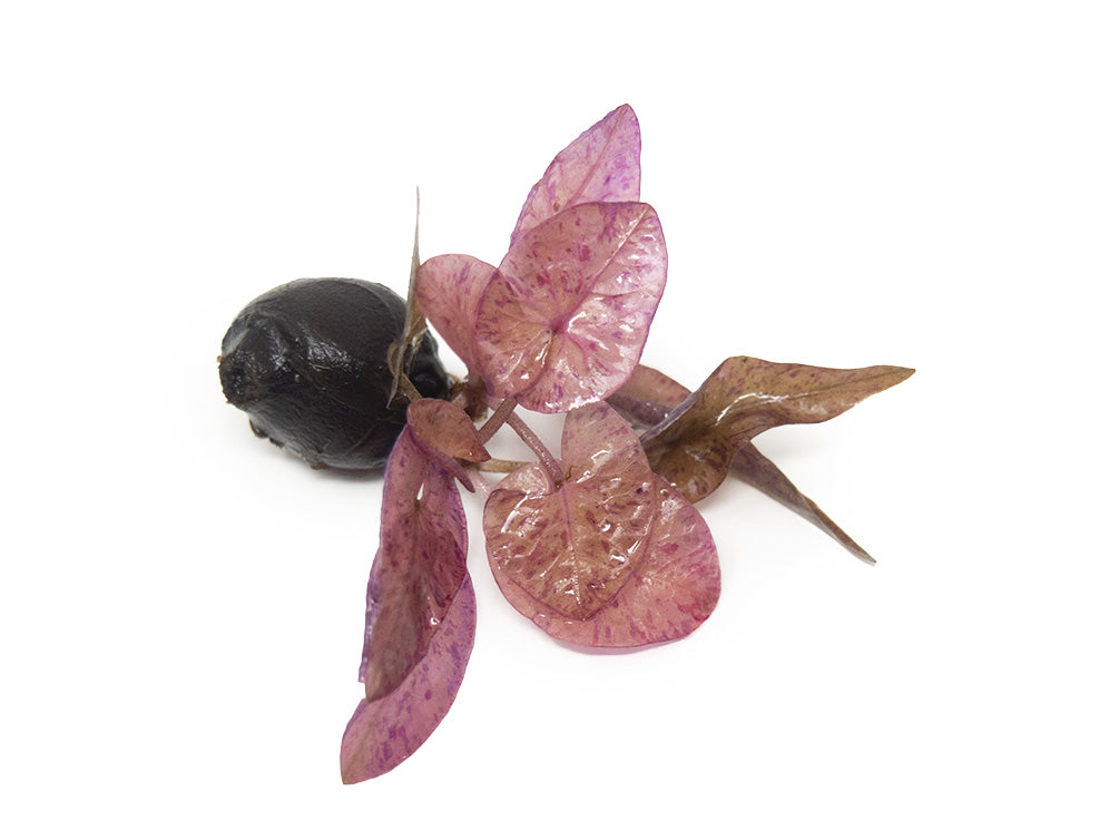tiger lily bulbs for sale Red Tiger Lotus Aquarium Lily (Nymphaea zenkeri)
