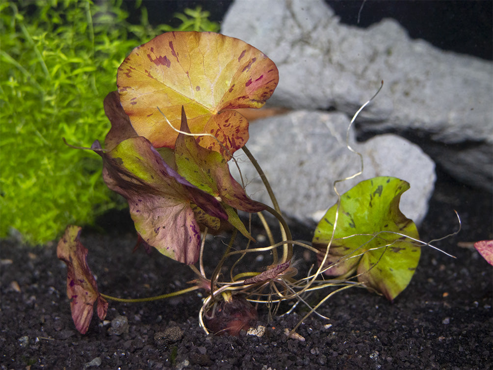 dwarf aquarium lily vs tiger lotus Red Tiger Lotus Aquarium Lily (Nymphaea zenkeri)