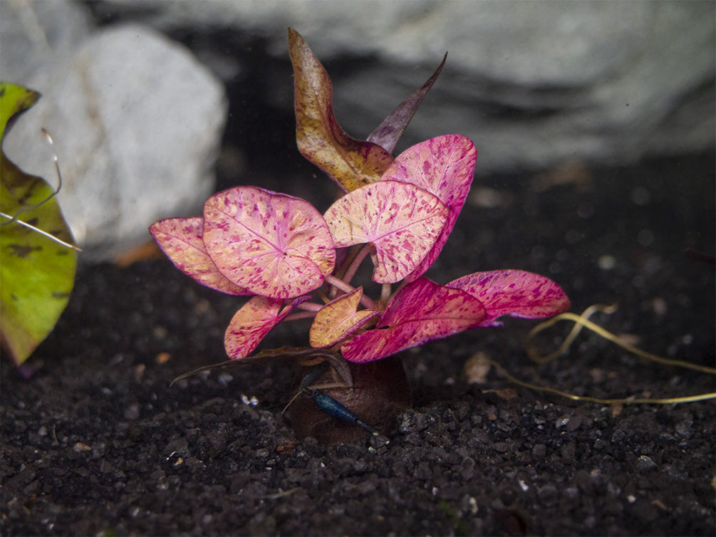 Red Tiger Lotus Aquarium Lily (Nymphaea zenkeri) - Aquatic Arts