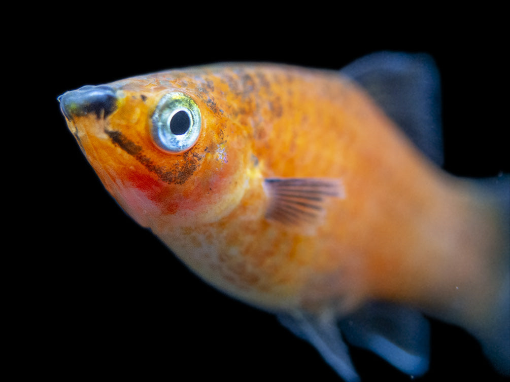 Red Wag Platy (Xiphophorus maculatus), Tank-bred