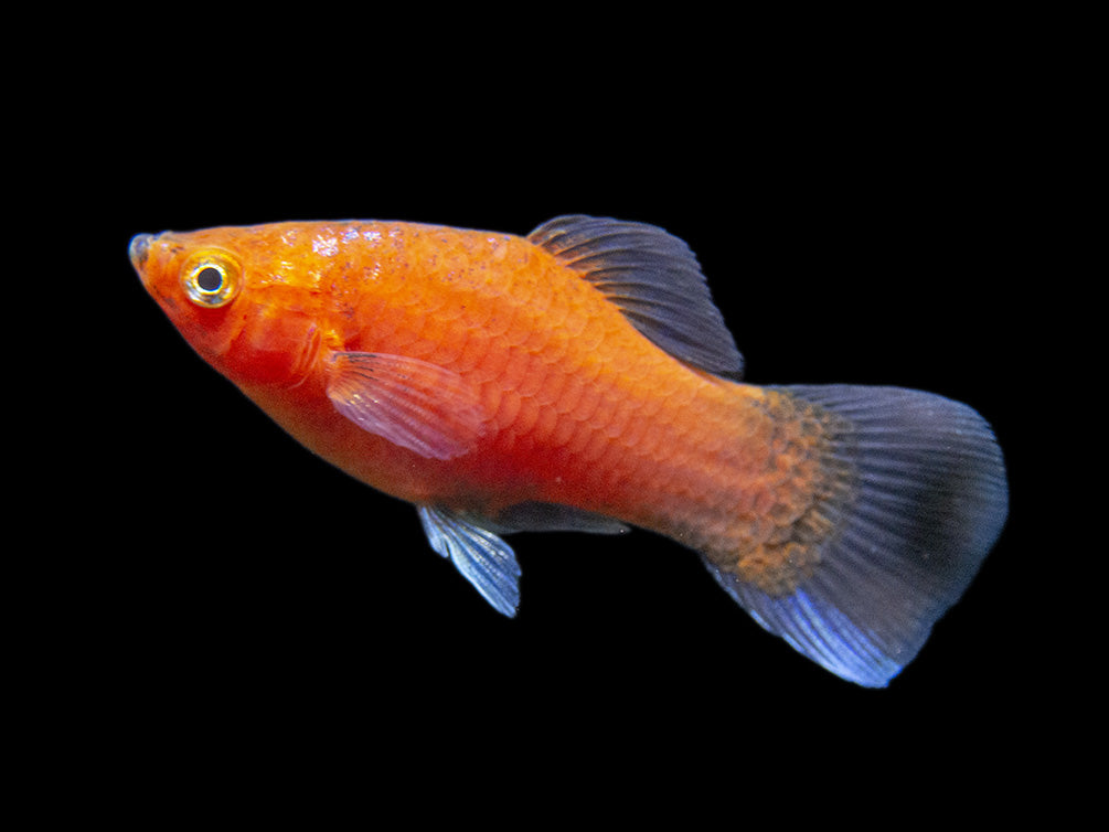 Red Wag Platy (Xiphophorus maculatus), Tank-bred