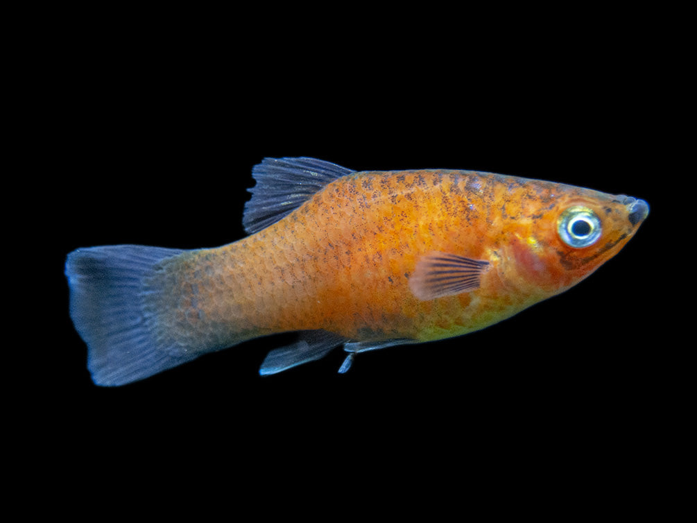 Red Wag Platy (Xiphophorus maculatus), Tank-bred