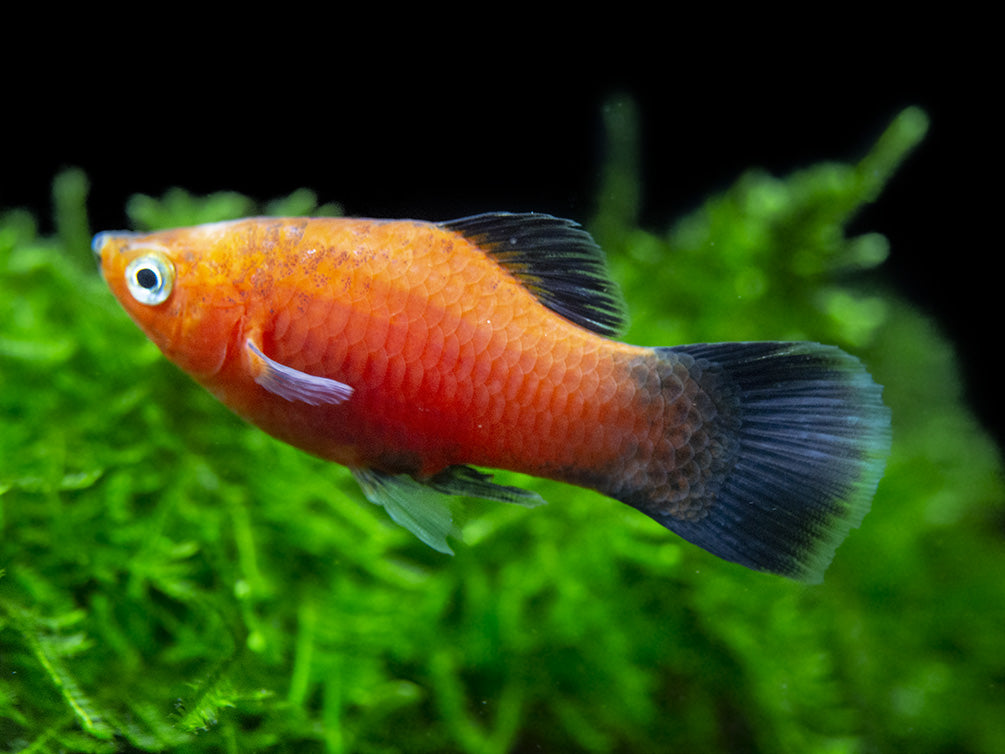 Red Wag Platy (Xiphophorus maculatus), Tank-bred