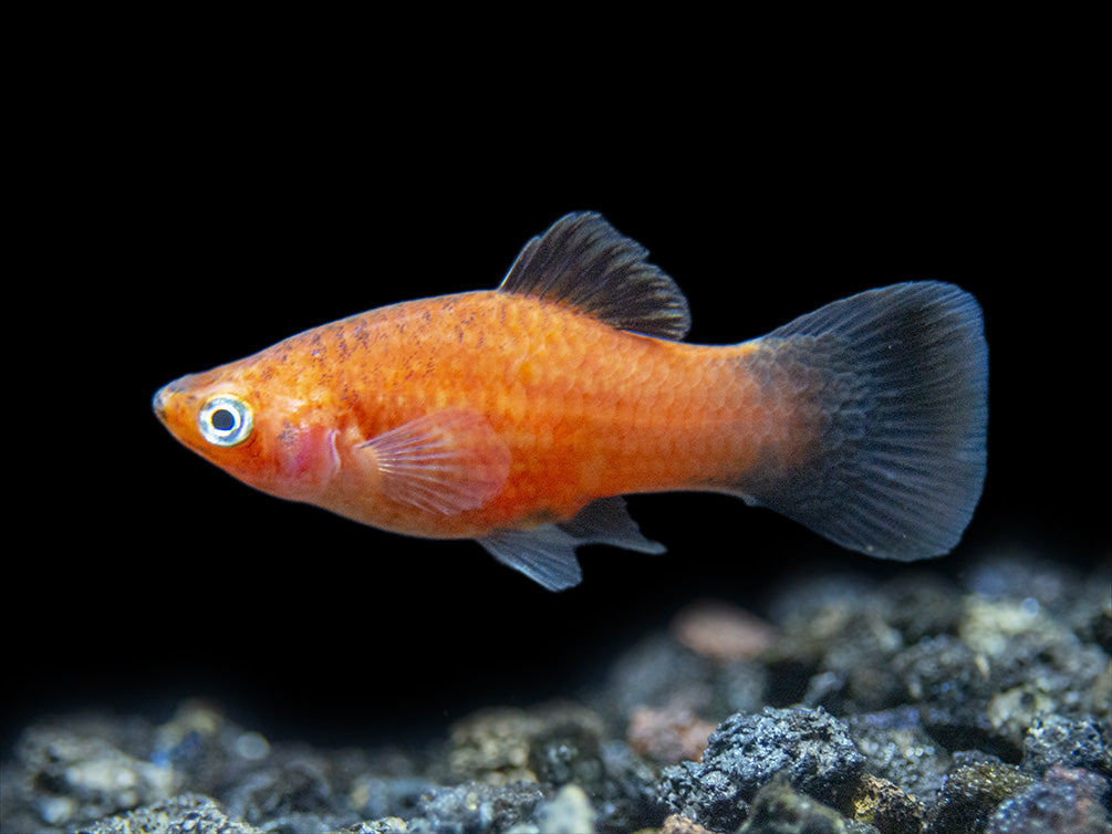Red Wag Platy (Xiphophorus maculatus), Tank-bred