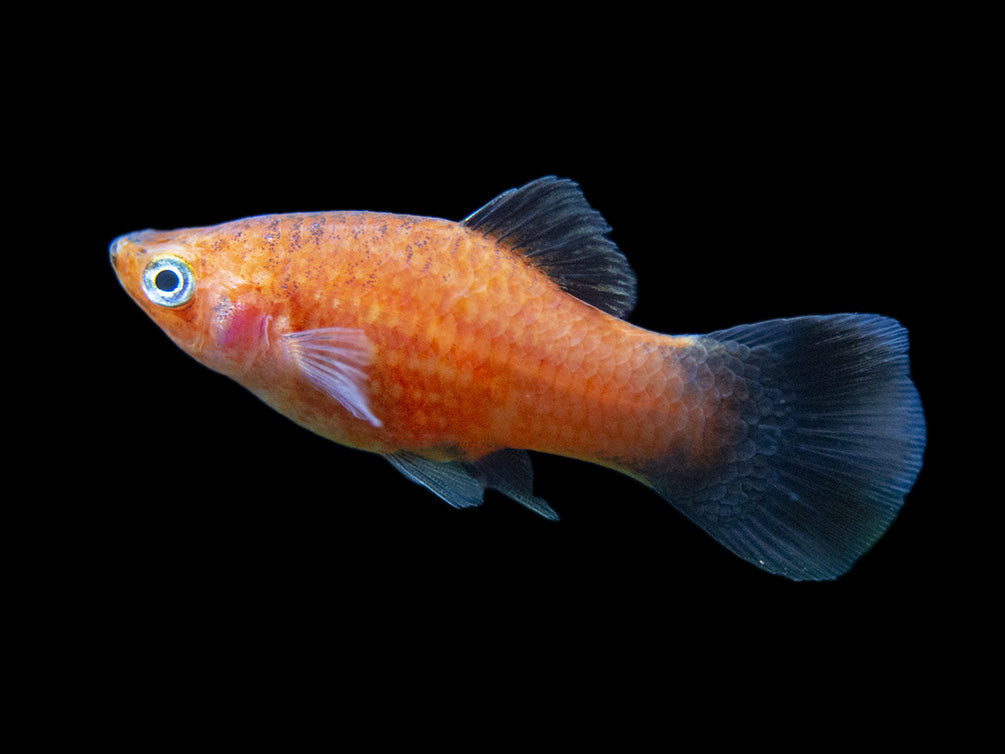 Red Wag Platy (Xiphophorus maculatus), Tank-bred