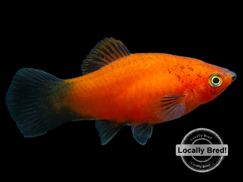 Red Wag Platy (Xiphophorus maculatus), Locally Bred - Aquatic Arts
