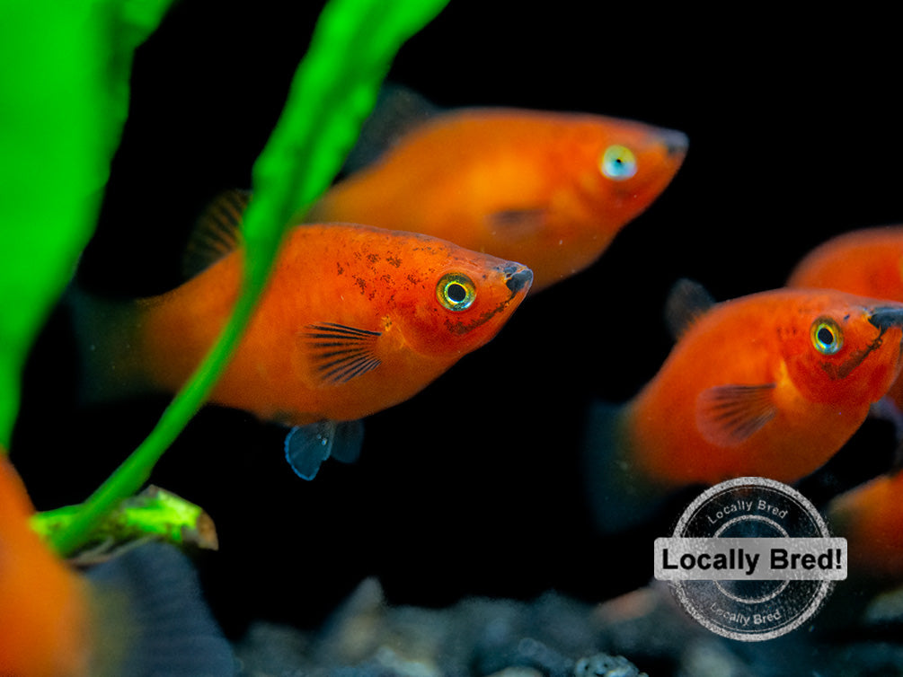 Red Wag Platy (Xiphophorus maculatus) - Locally Bred!