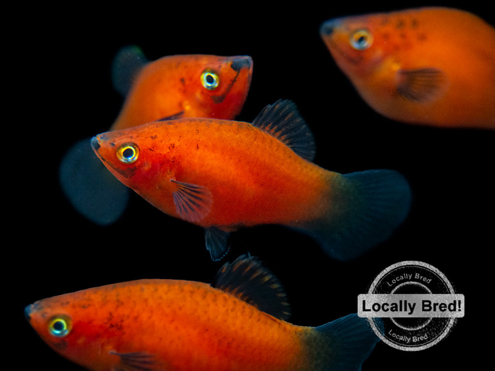 Red Wag Platy (Xiphophorus maculatus) - Locally Bred!