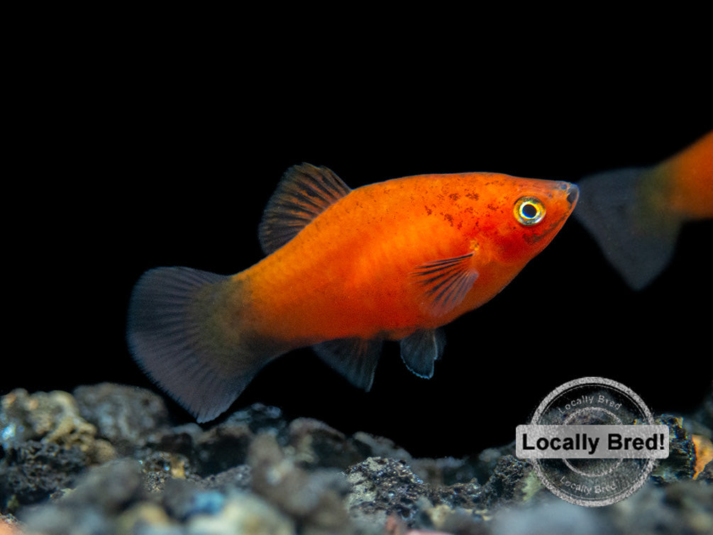 Red Wag Platy (Xiphophorus maculatus) - Locally Bred!