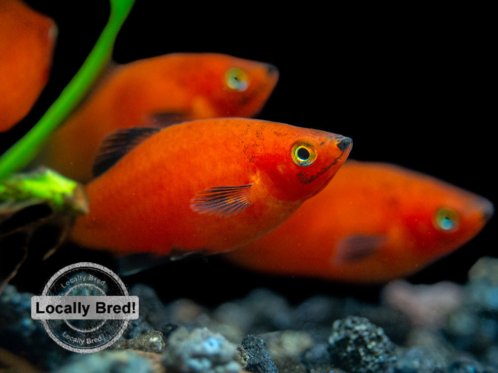 Red Wag Platy (Xiphophorus maculatus) - Locally Bred!