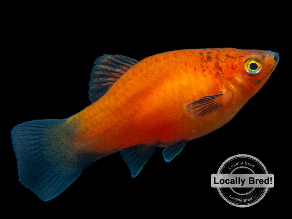 Red Wag Platy (Xiphophorus maculatus) - Locally Bred!