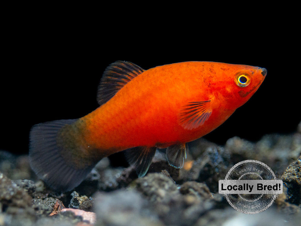 Red Wag Platy (Xiphophorus maculatus) - Locally Bred!