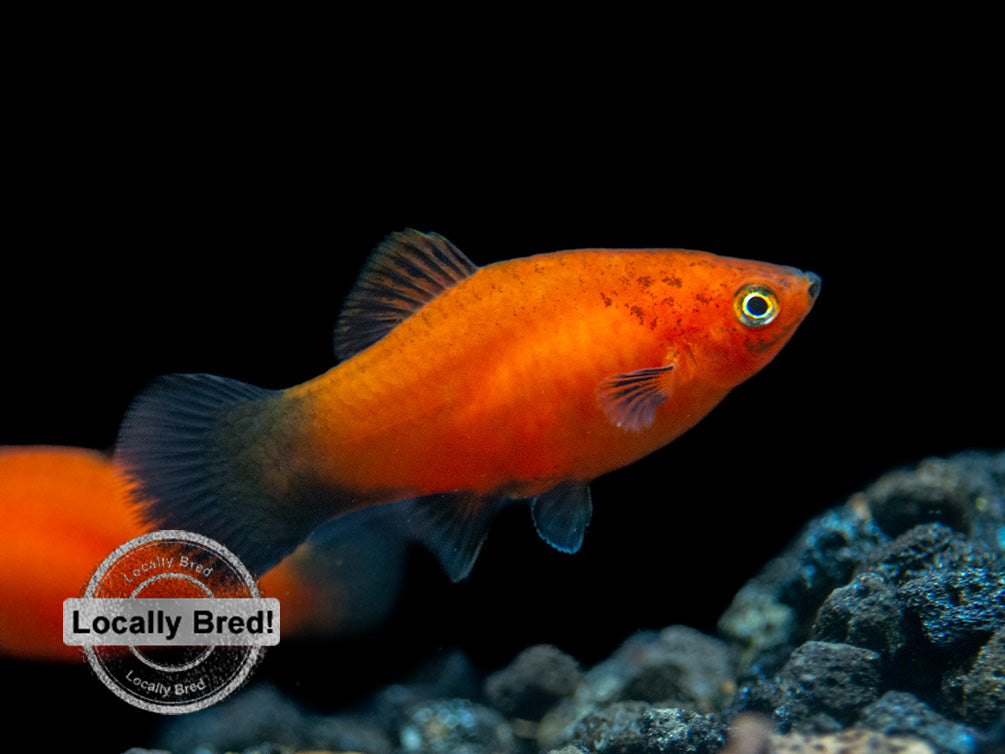 Red Wag Platy (Xiphophorus maculatus) - Locally Bred!