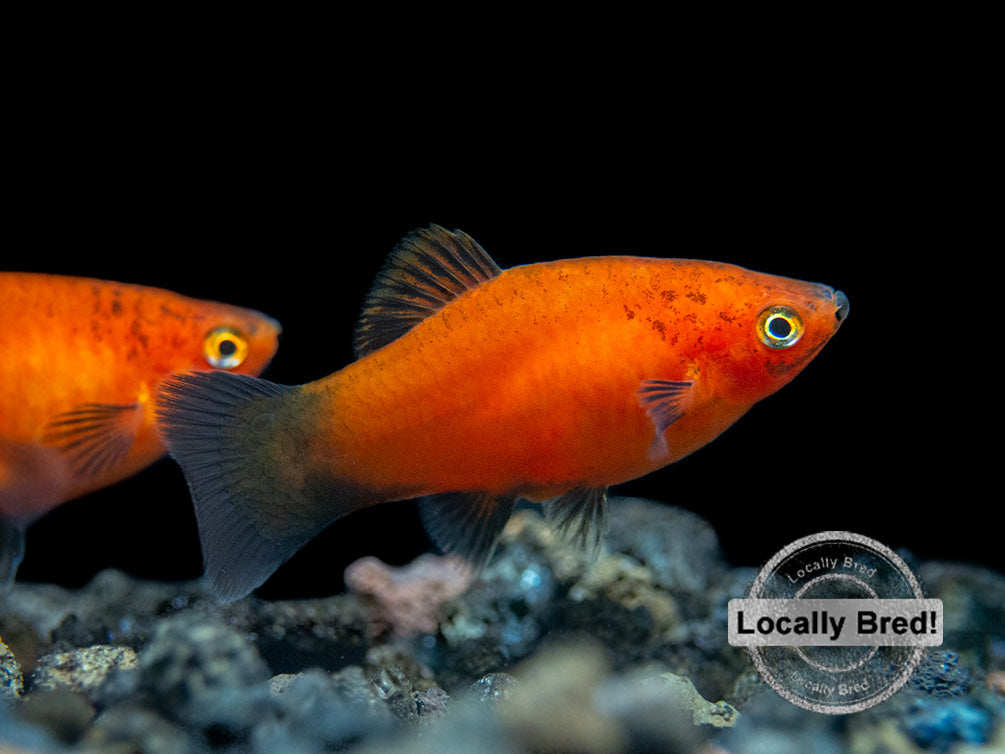 Red Wag Platy (Xiphophorus maculatus) - Locally Bred!
