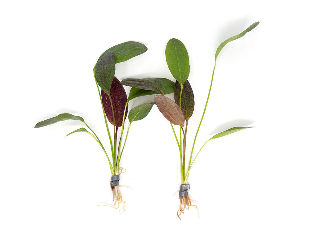 Red Flame Sword (Echinodorus schlueteri x E. barthii hybrid) - Bare Root