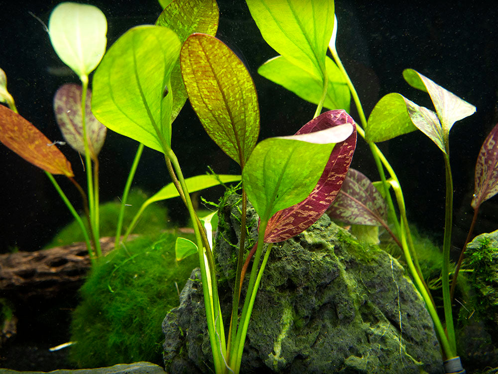 Red Flame Sword (Echinodorus schlueteri x E. barthii hybrid) - Bare Root