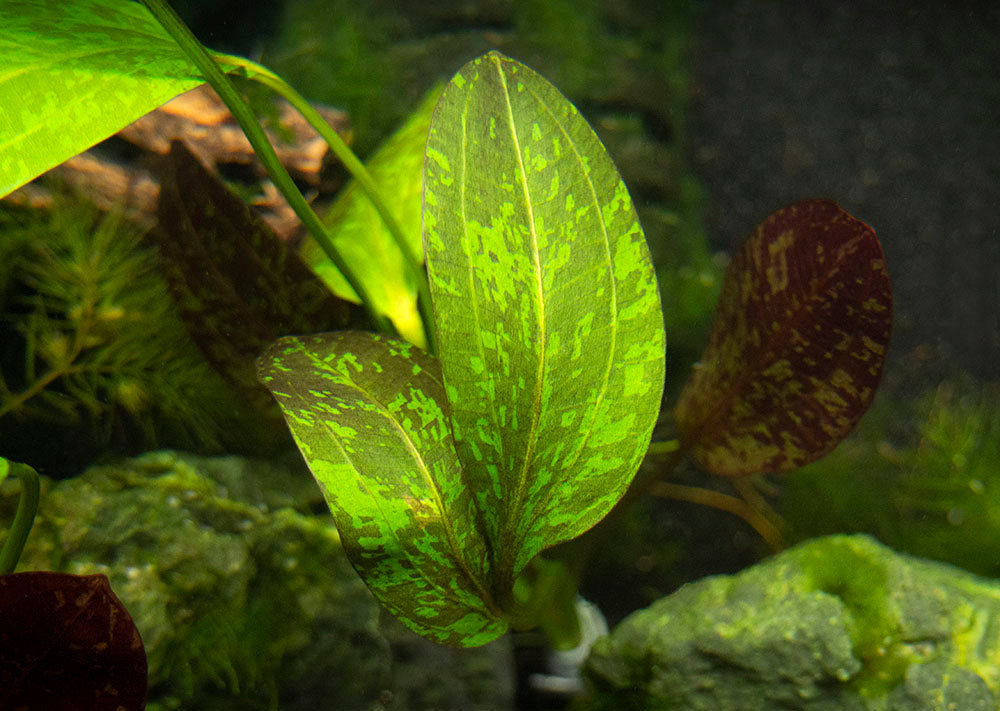 Red Flame Sword (Echinodorus schlueteri x E. barthii hybrid) - Bare Root