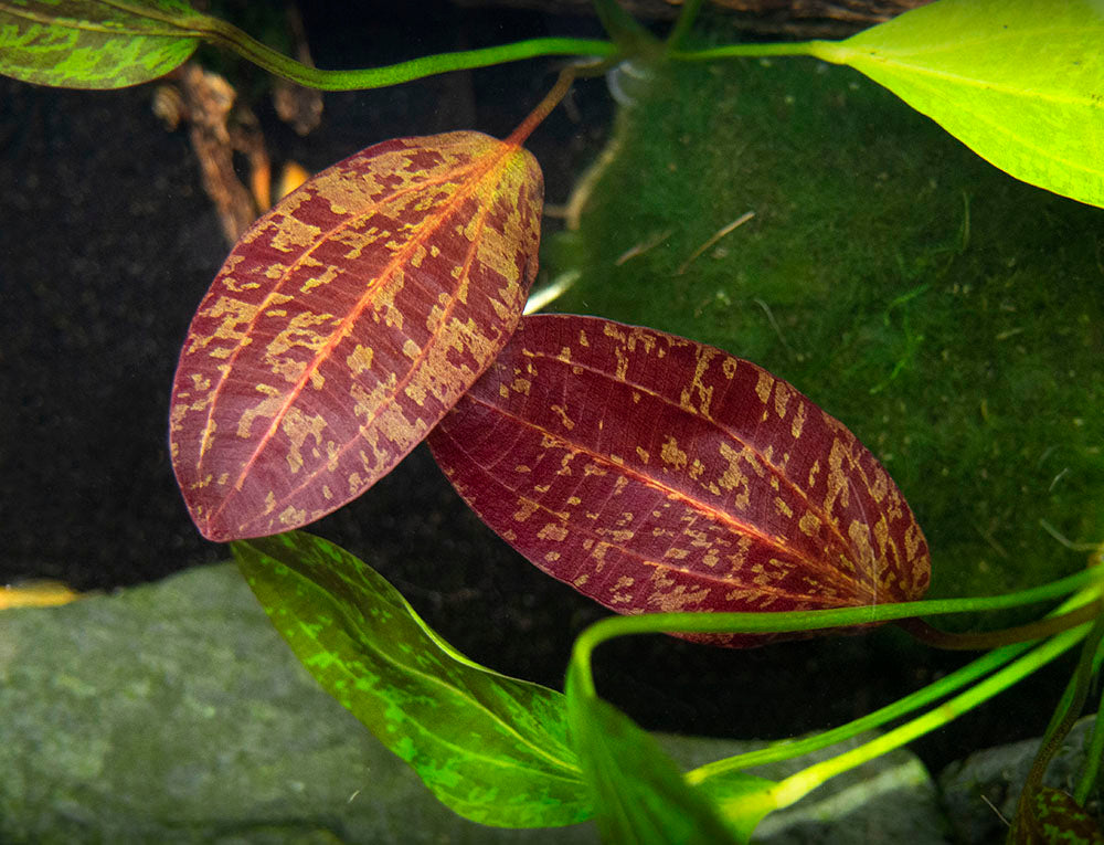 Red Flame Sword (Echinodorus schlueteri x E. barthii hybrid) - Bare Root