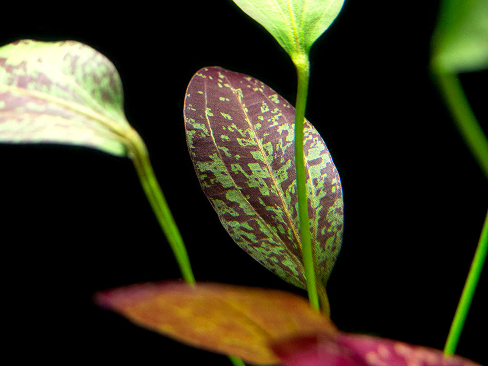 Red Flame Sword (Echinodorus schlueteri x E. barthii hybrid) - Bare Root