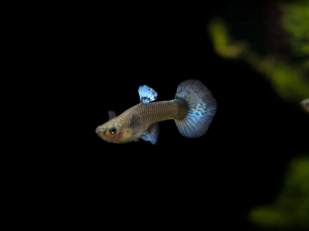Red Mosaic Dumbo Guppy (Poecilia reticulata), Males and Females, Tank-Bred