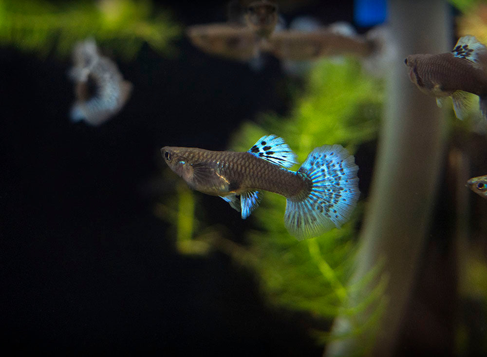 Red Mosaic Dumbo Guppy (Poecilia reticulata), Males and Females, Tank-Bred