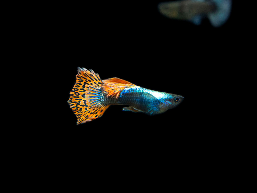 Red Mosaic Dumbo Guppy (Poecilia reticulata), Males and Females, Tank-Bred