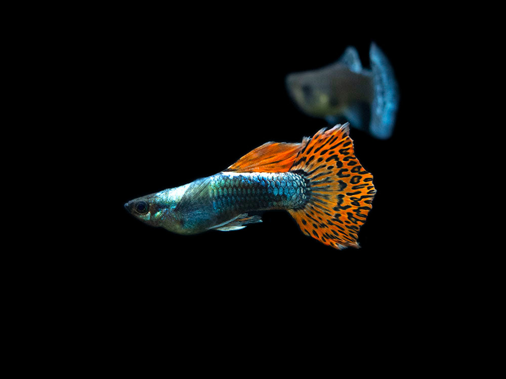 Red Mosaic Dumbo Guppy (Poecilia reticulata), Males and Females, Tank-Bred