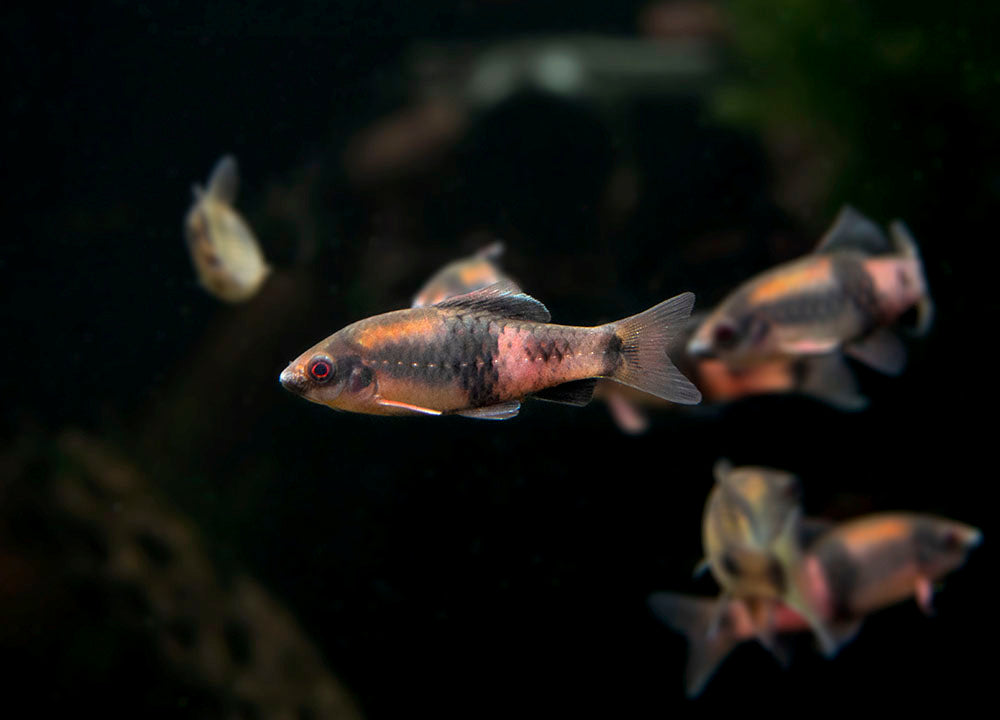 Red Panda AKA Melon Barb (Haludaria fasciata)