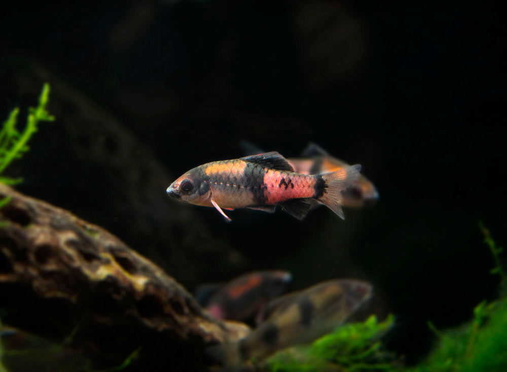Red Panda AKA Melon Barb (Haludaria fasciata)