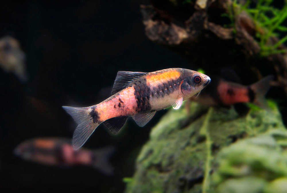 Red Panda AKA Melon Barb (Haludaria fasciata)