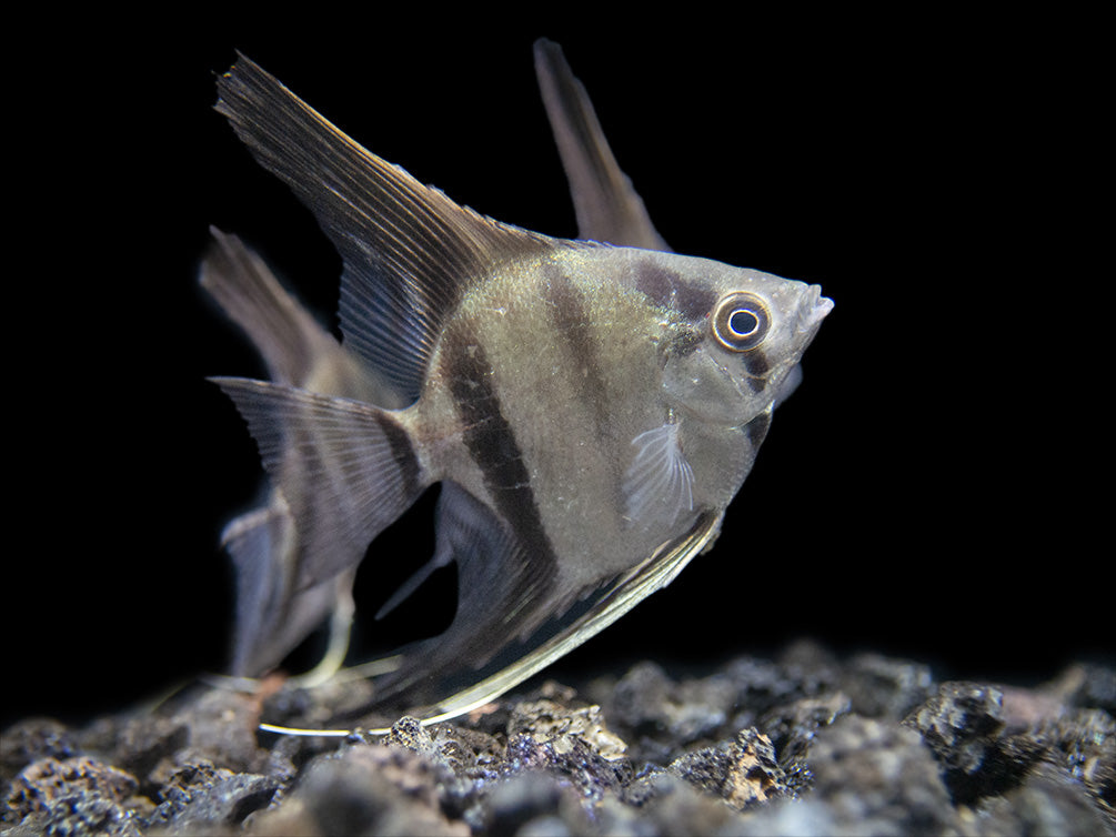 Rio Xingu Angelfish (Pterophyllum scalare), Tank-Bred