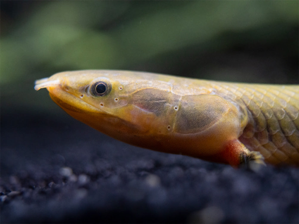 Aquatic Arts snakefish for sale