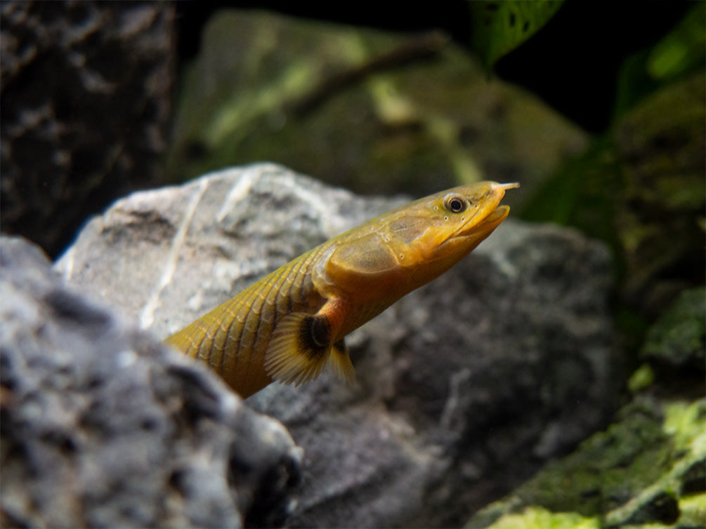 Aquatic Arts reedfish for sale