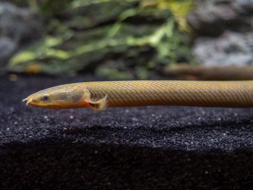 Aquatic Arts ropefish for sale