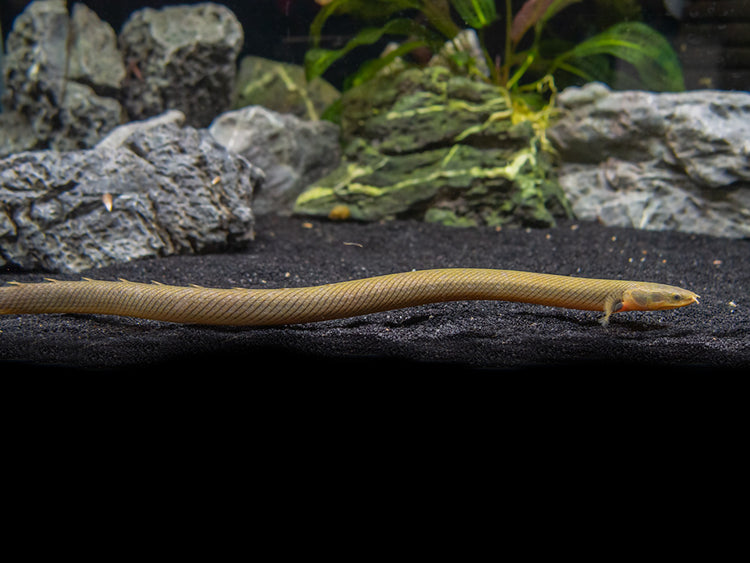Aquatic Arts ropefish for sale
